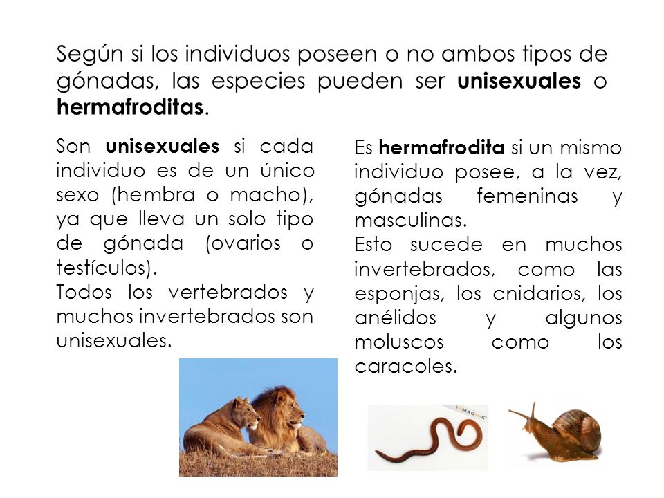 Según si los individuos poseen o no ambos tipos de gónadas, las especies pueden ser unisexuales o hermafroditas.
