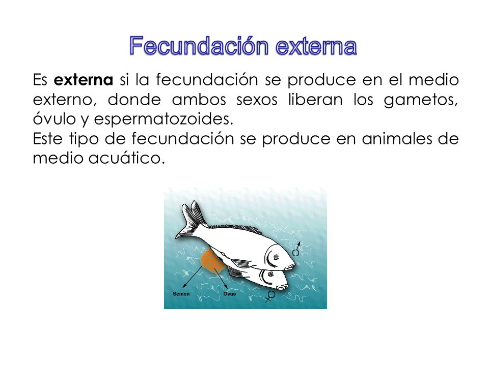 Fecundación externa Es externa si la fecundación se produce en el medio externo, donde ambos sexos liberan los gametos, óvulo y espermatozoides.