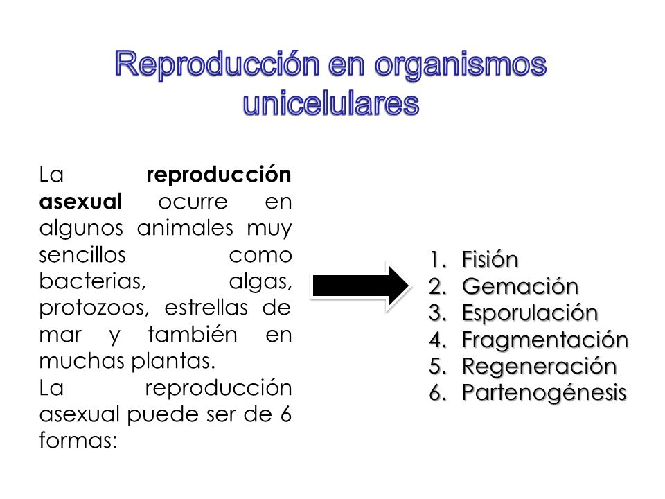 Reproducción en organismos unicelulares