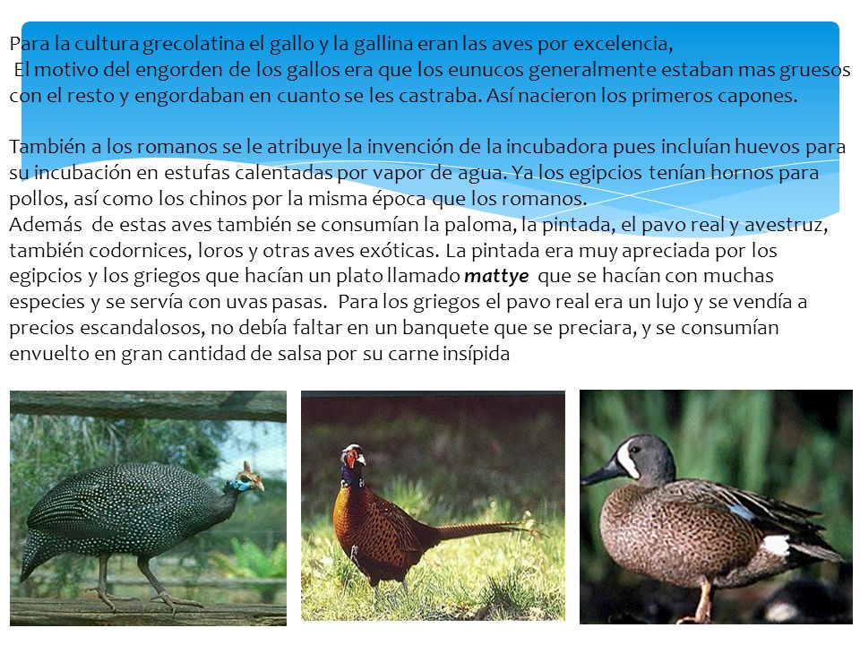 Para la cultura grecolatina el gallo y la gallina eran las aves por excelencia,