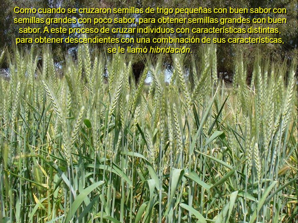 Como cuando se cruzaron semillas de trigo pequeñas con buen sabor con semillas grandes con poco sabor, para obtener semillas grandes con buen sabor.