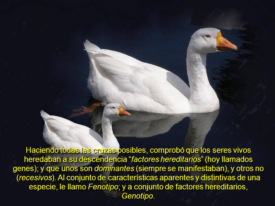 Haciendo todas las cruzas posibles, comprobó que los seres vivos heredaban a su descendencia factores hereditarios (hoy llamados genes); y que unos son dominantes (siempre se manifestaban), y otros no (recesivos).