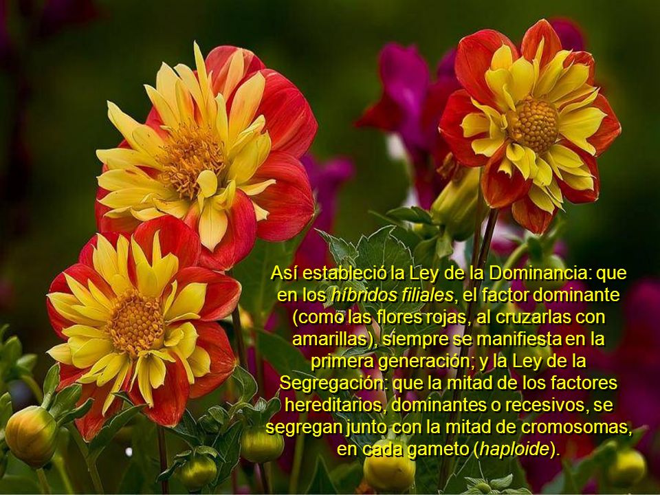 Así estableció la Ley de la Dominancia: que en los híbridos filiales, el factor dominante (como las flores rojas, al cruzarlas con amarillas), siempre se manifiesta en la primera generación; y la Ley de la Segregación: que la mitad de los factores hereditarios, dominantes o recesivos, se segregan junto con la mitad de cromosomas, en cada gameto (haploide).