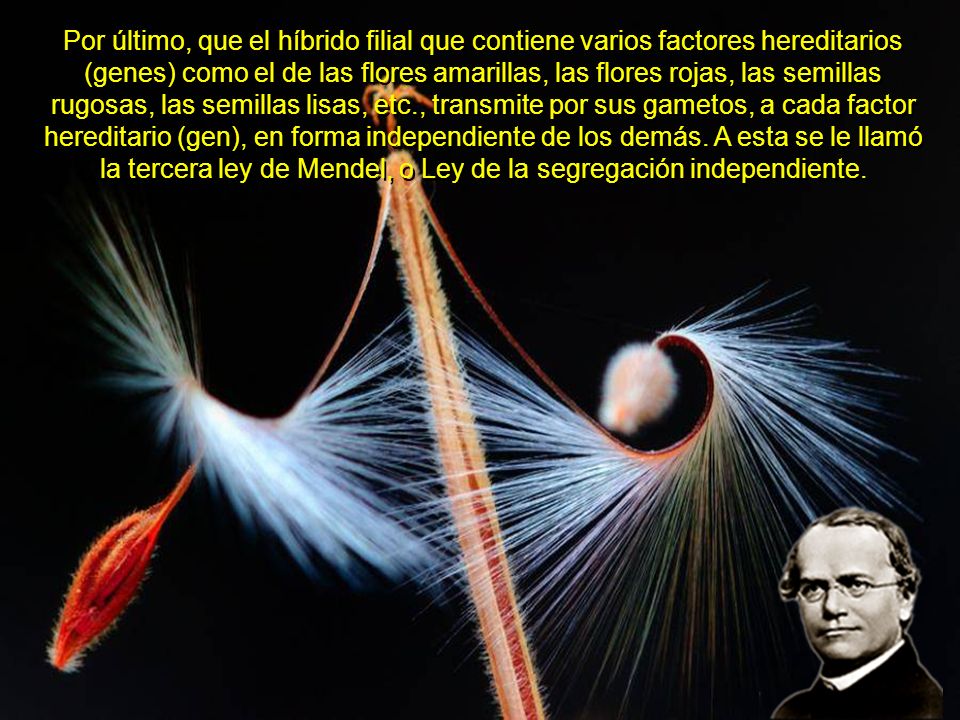 Por último, que el híbrido filial que contiene varios factores hereditarios (genes) como el de las flores amarillas, las flores rojas, las semillas rugosas, las semillas lisas, etc., transmite por sus gametos, a cada factor hereditario (gen), en forma independiente de los demás.