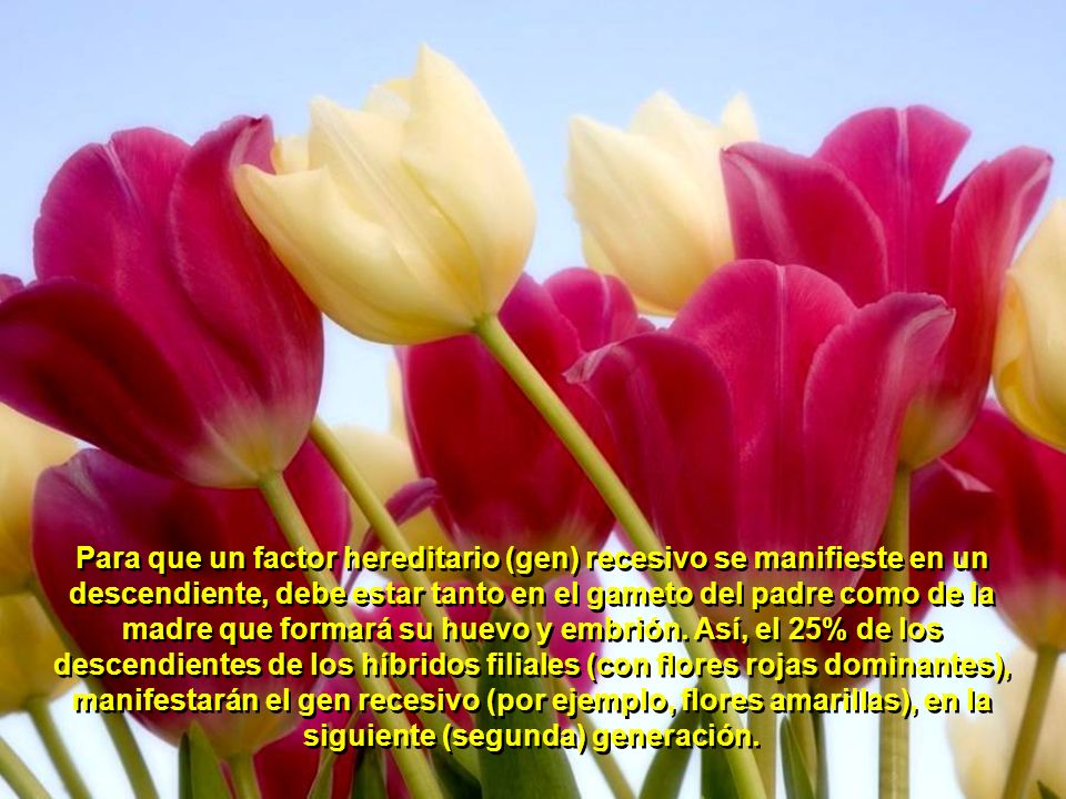 Para que un factor hereditario (gen) recesivo se manifieste en un descendiente, debe estar tanto en el gameto del padre como de la madre que formará su huevo y embrión.
