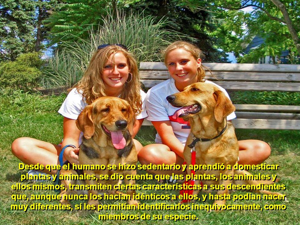 Desde que el humano se hizo sedentario y aprendió a domesticar plantas y animales, se dio cuenta que las plantas, los animales y ellos mismos, transmiten ciertas características a sus descendientes que, aunque nunca los hacían idénticos a ellos, y hasta podían nacer muy diferentes, sí les permitían identificarlos inequívocamente, como miembros de su especie.