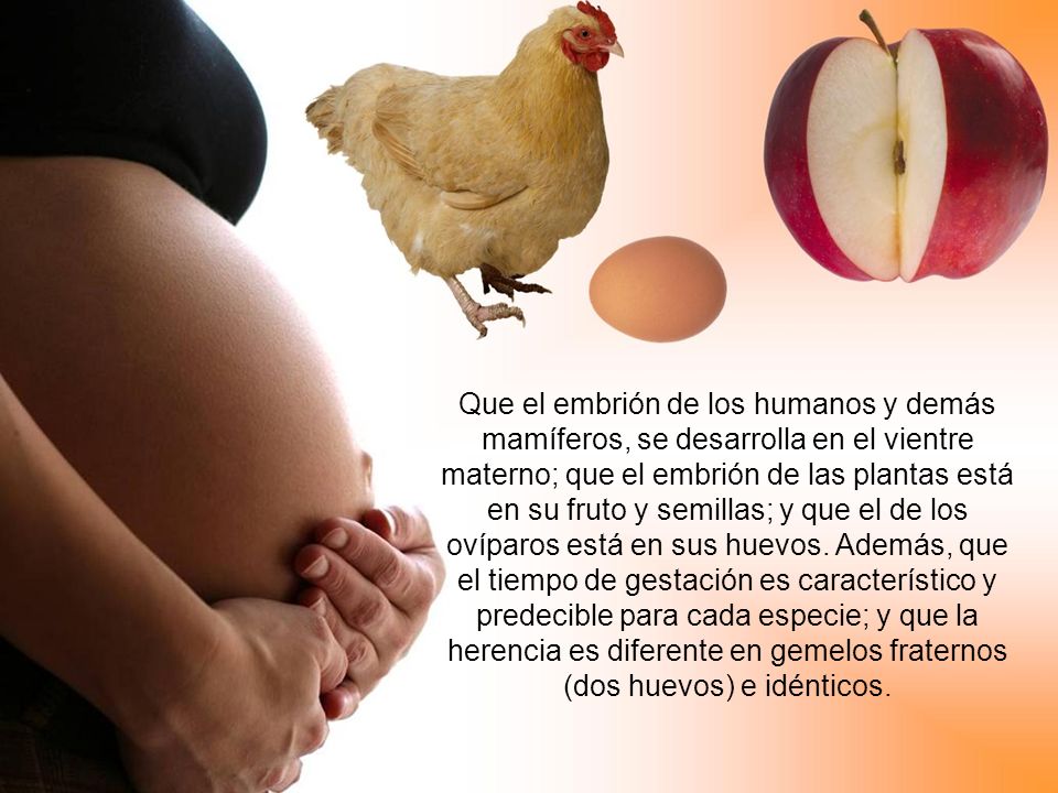 Que el embrión de los humanos y demás mamíferos, se desarrolla en el vientre materno; que el embrión de las plantas está en su fruto y semillas; y que el de los ovíparos está en sus huevos.