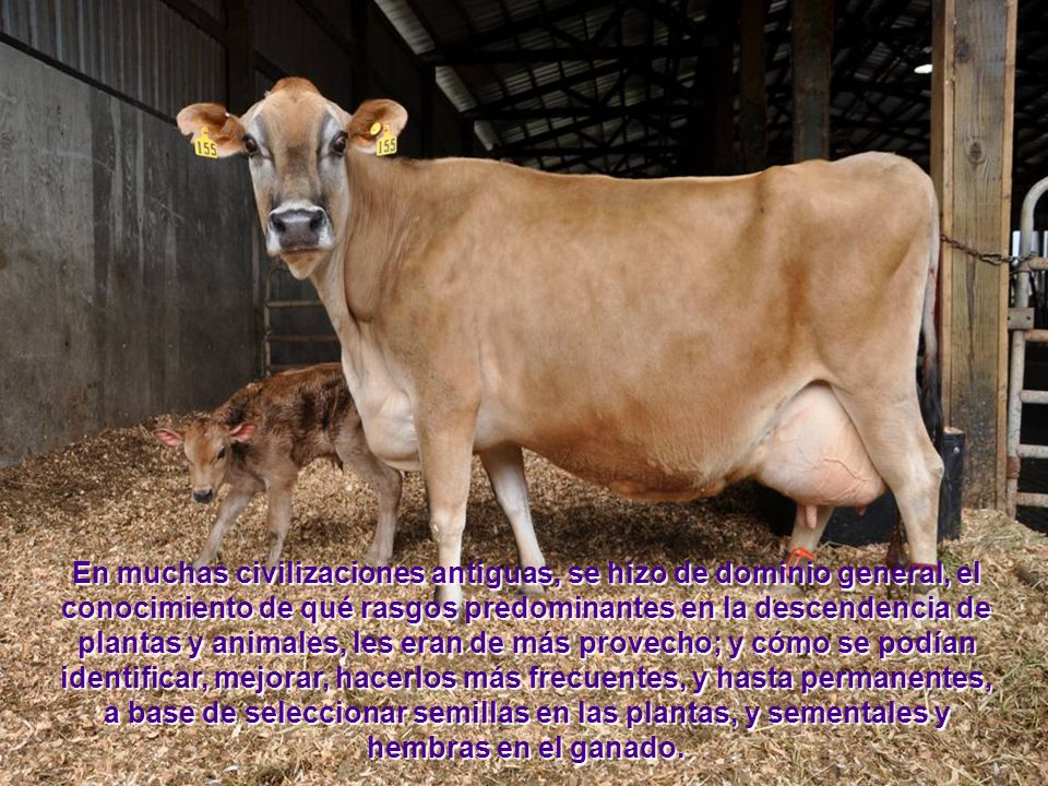 En muchas civilizaciones antiguas, se hizo de dominio general, el conocimiento de qué rasgos predominantes en la descendencia de plantas y animales, les eran de más provecho; y cómo se podían identificar, mejorar, hacerlos más frecuentes, y hasta permanentes, a base de seleccionar semillas en las plantas, y sementales y hembras en el ganado.