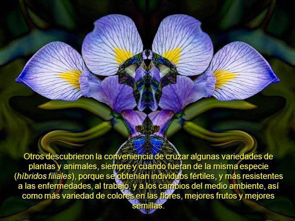 Otros descubrieron la conveniencia de cruzar algunas variedades de plantas y animales, siempre y cuando fueran de la misma especie (híbridos filiales), porque se obtenían individuos fértiles, y más resistentes a las enfermedades, al trabajo, y a los cambios del medio ambiente, así como más variedad de colores en las flores, mejores frutos y mejores semillas.