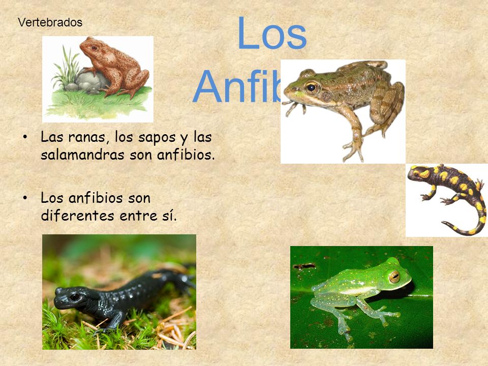 Los Anfibios Las ranas, los sapos y las salamandras son anfibios.