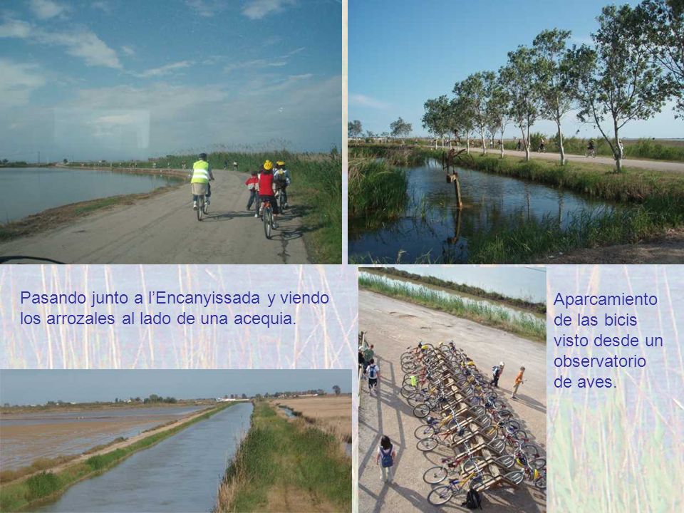 Pasando junto a l’Encanyissada y viendo los arrozales al lado de una acequia.