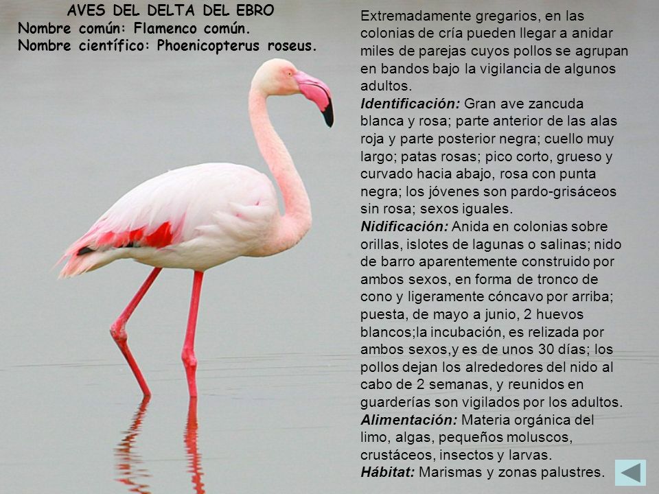 AVES DEL DELTA DEL EBRO Nombre común: Flamenco común. Nombre científico: Phoenicopterus roseus.