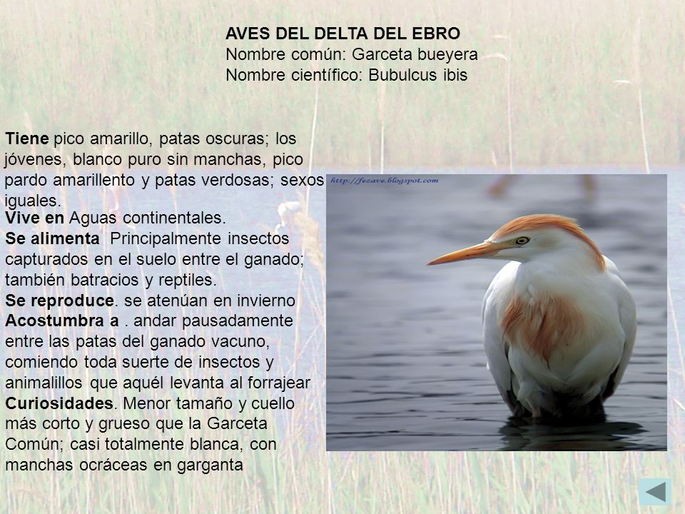 AVES DEL DELTA DEL EBRO Nombre común: Garceta bueyera. Nombre científico: Bubulcus ibis.