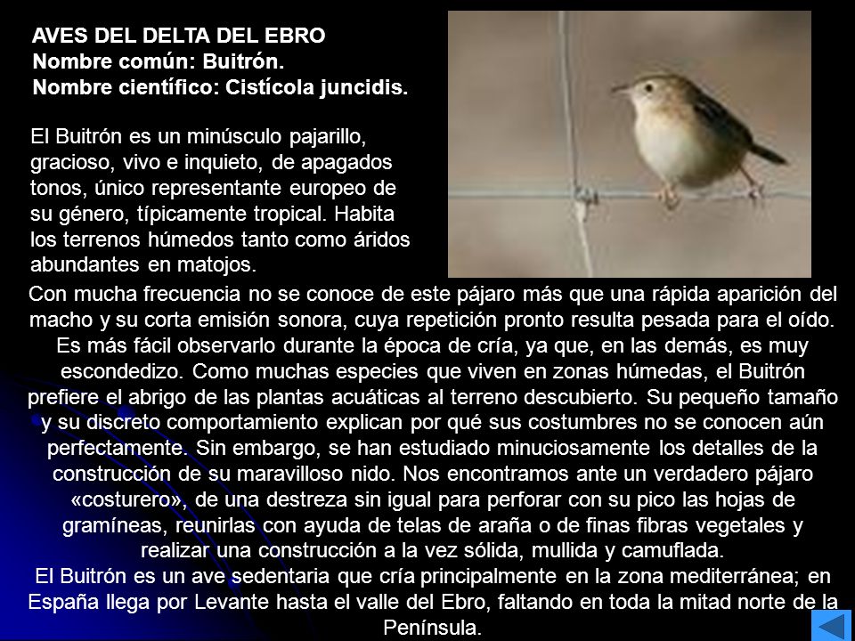 AVES DEL DELTA DEL EBRO Nombre común: Buitrón. Nombre científico: Cistícola juncidis.