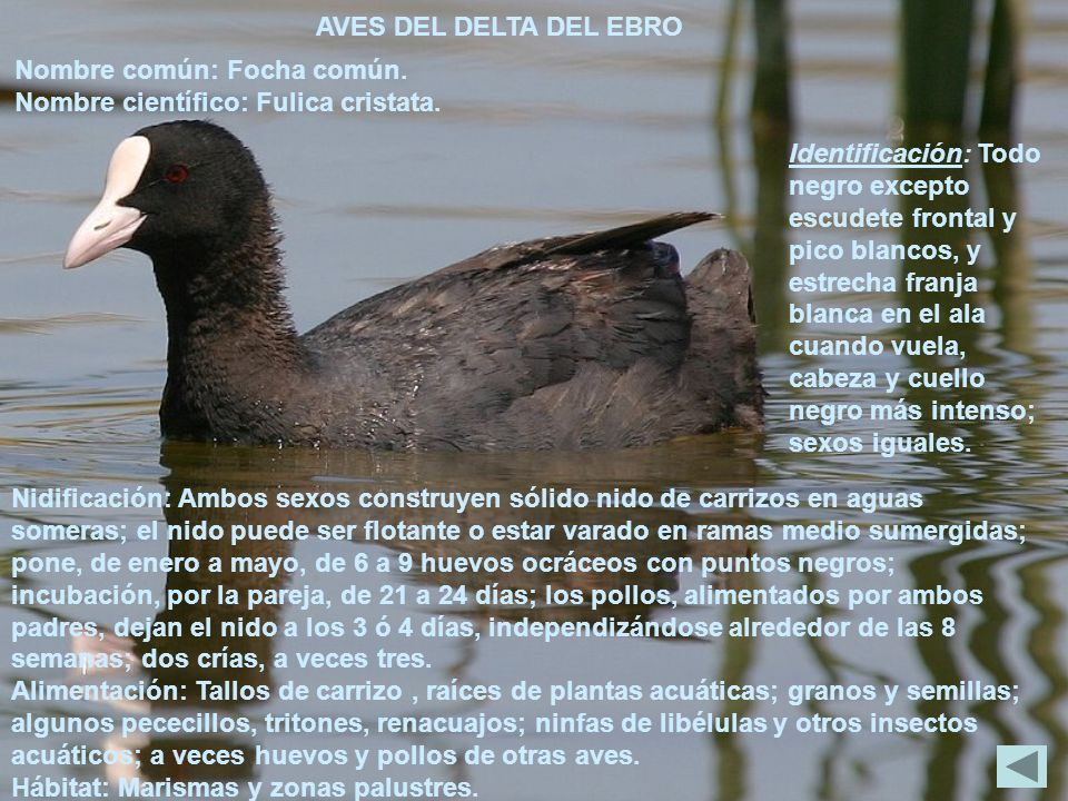 AVES DEL DELTA DEL EBRO Nombre común: Focha común. Nombre científico: Fulica cristata.
