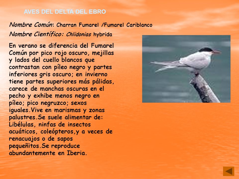 AVES DEL DELTA DEL EBRO Nombre Común: Charran Fumarel /Fumarel Cariblanco. Nombre Científico: Chlidonias hybrida.