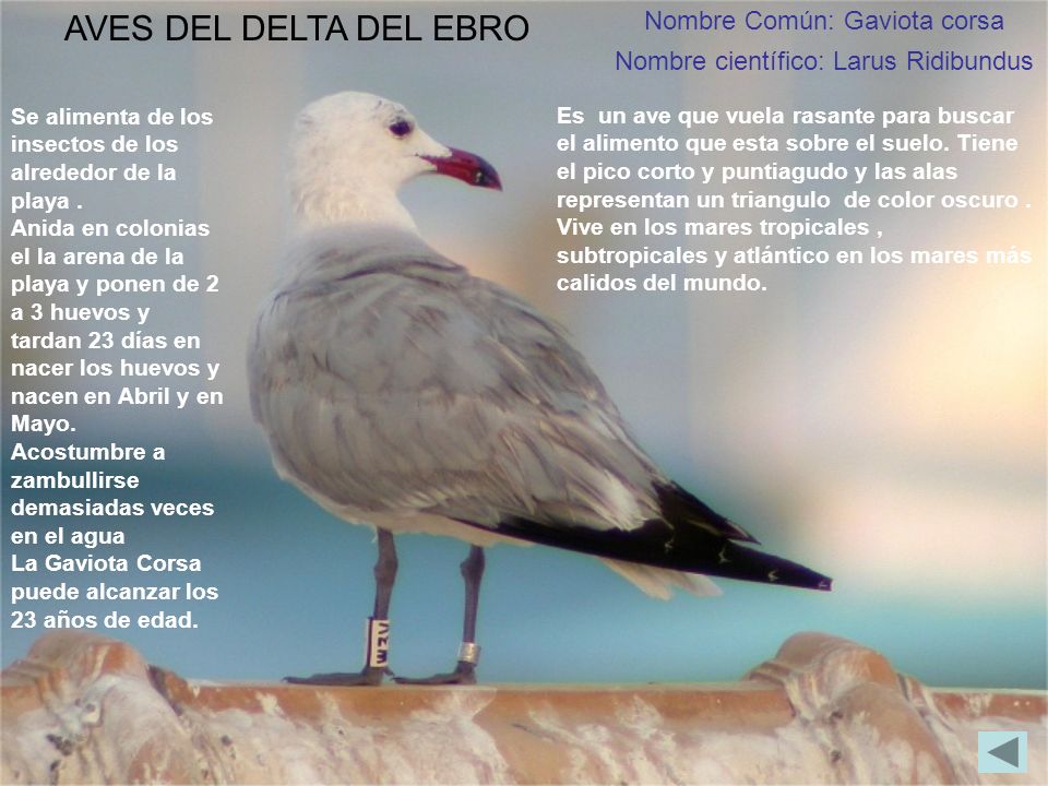Nombre Común: Gaviota corsa Nombre científico: Larus Ridibundus