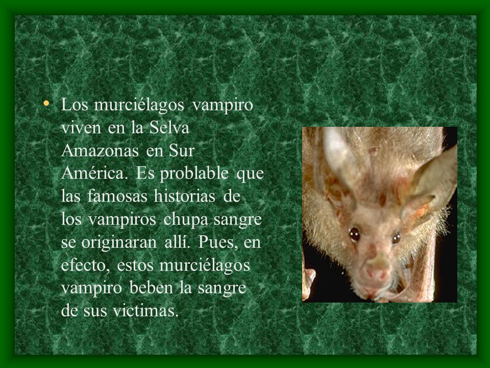 Los murciélagos vampiro viven en la Selva Amazonas en Sur América