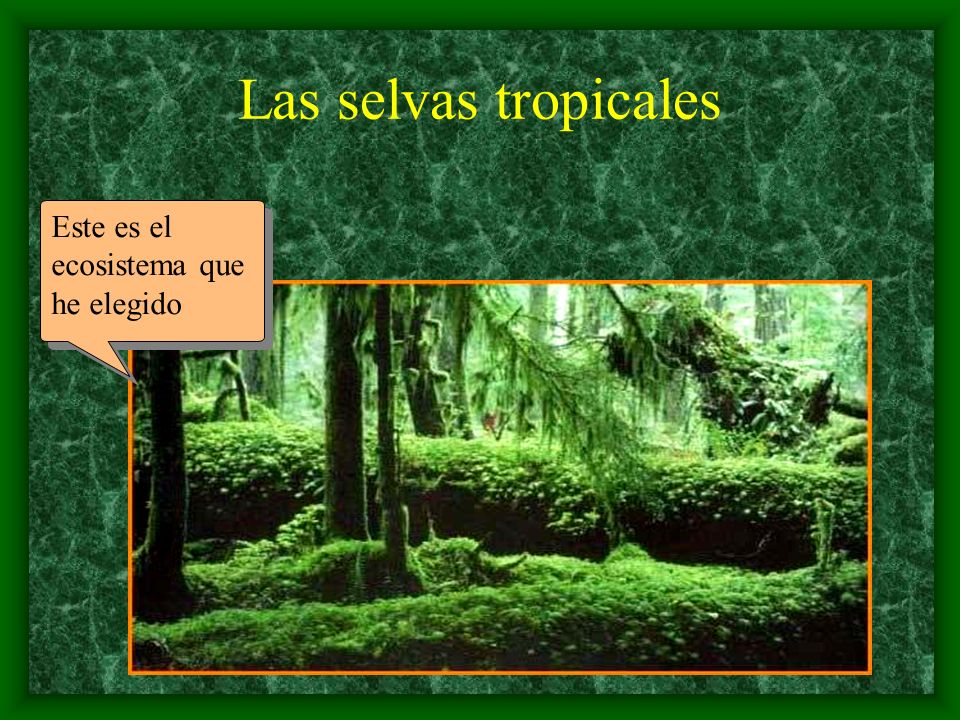 Las selvas tropicales Este es el ecosistema que he elegido