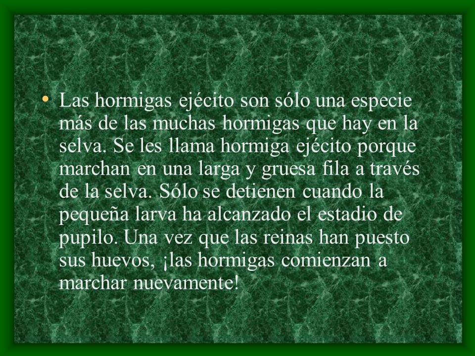 Las hormigas ejécito son sólo una especie más de las muchas hormigas que hay en la selva.
