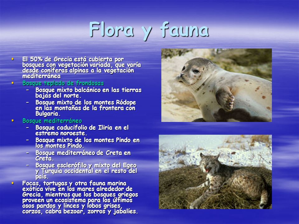 Flora y fauna El 50% de Grecia está cubierta por bosques con vegetación variada, que varía desde coníferas alpinas a la vegetación mediterránea.