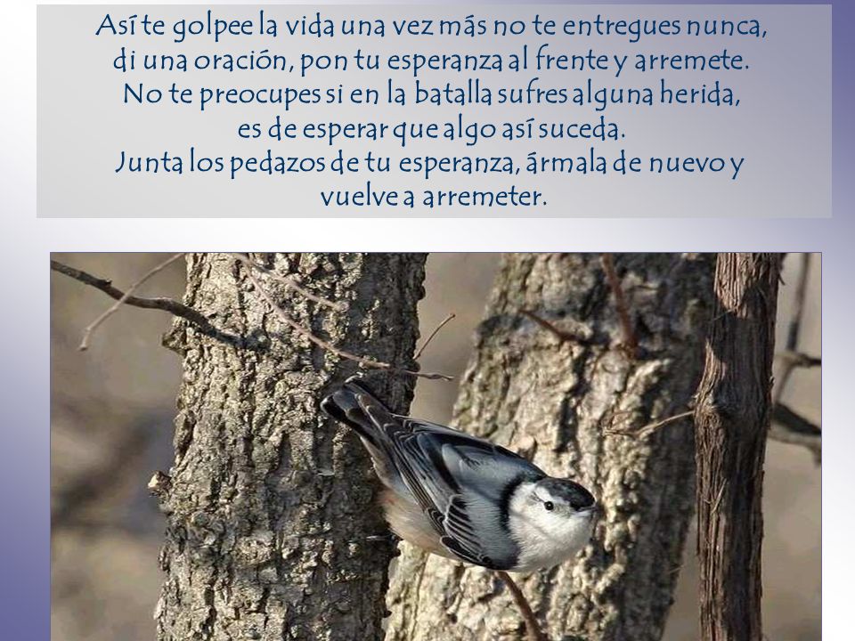 Así te golpee la vida una vez más no te entregues nunca,