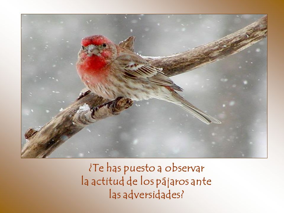 ¿Te has puesto a observar la actitud de los pájaros ante