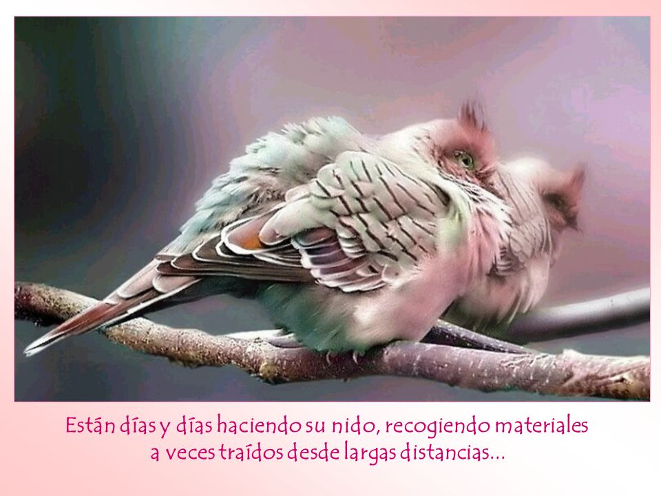Están días y días haciendo su nido, recogiendo materiales