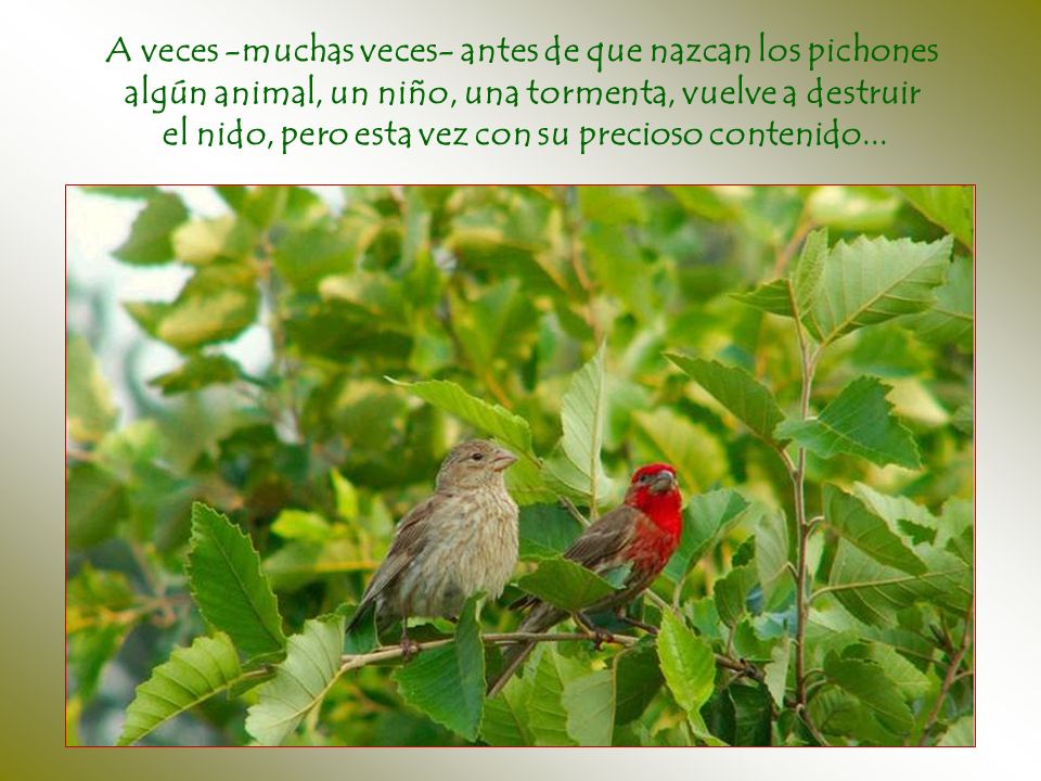 A veces -muchas veces- antes de que nazcan los pichones