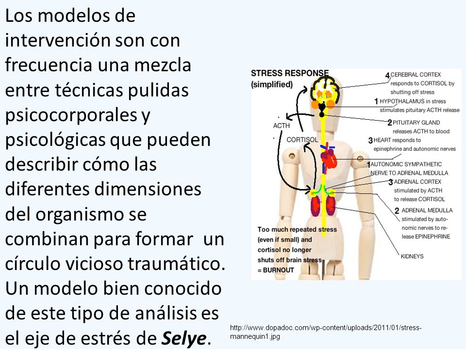 Los modelos de intervención son con frecuencia una mezcla entre técnicas pulidas psicocorporales y psicológicas que pueden describir cómo las diferentes dimensiones del organismo se combinan para formar un círculo vicioso traumático. Un modelo bien conocido de este tipo de análisis es el eje de estrés de Selye.