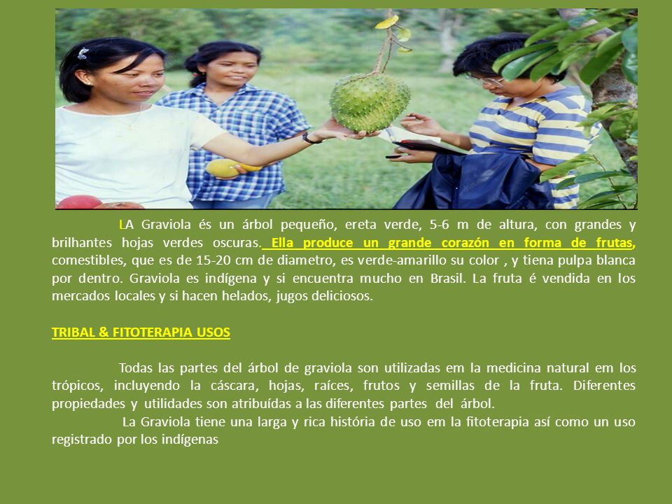 LA Graviola és un árbol pequeño, ereta verde, 5-6 m de altura, con grandes y brilhantes hojas verdes oscuras. Ella produce un grande corazón en forma de frutas, comestibles, que es de cm de diametro, es verde-amarillo su color , y tiena pulpa blanca por dentro. Graviola es indígena y si encuentra mucho en Brasil. La fruta é vendida en los mercados locales y si hacen helados, jugos deliciosos.