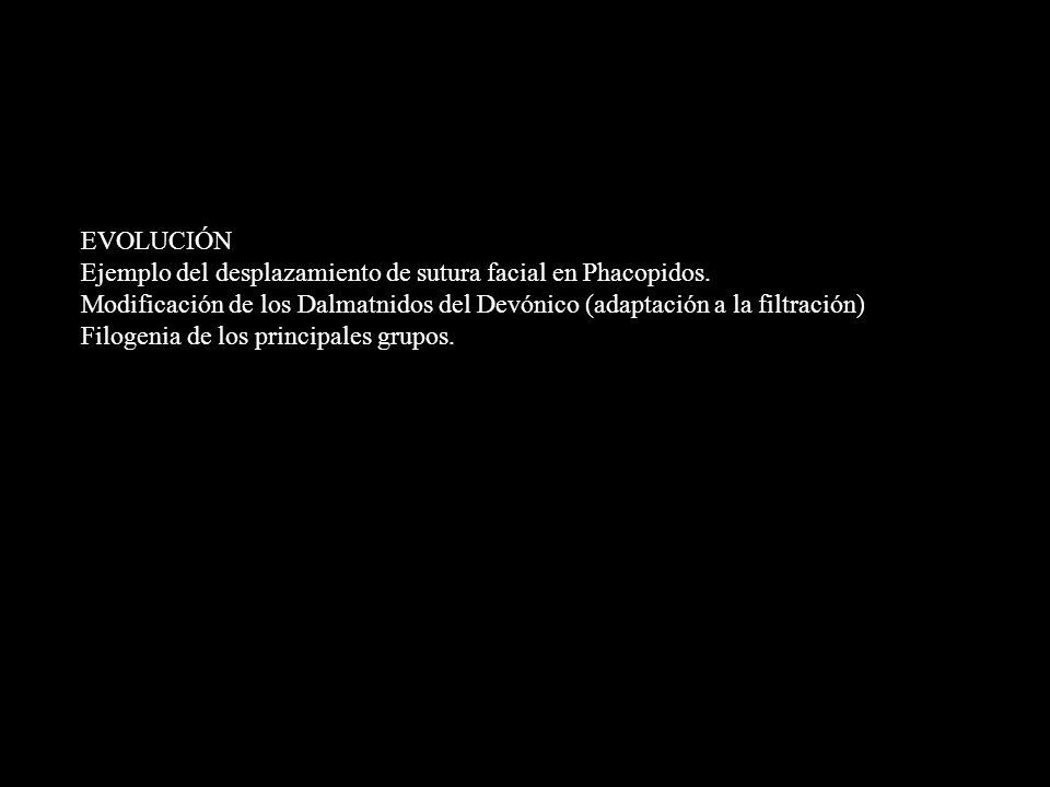 EVOLUCIÓN Ejemplo del desplazamiento de sutura facial en Phacopidos. Modificación de los Dalmatnidos del Devónico (adaptación a la filtración)