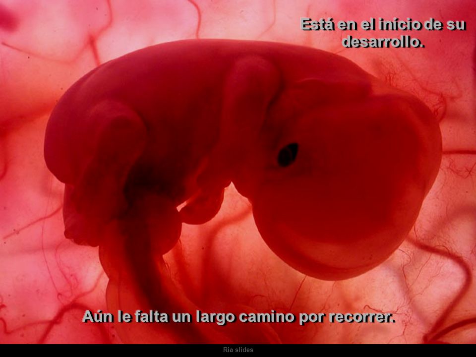 Está en el início de su desarrollo.