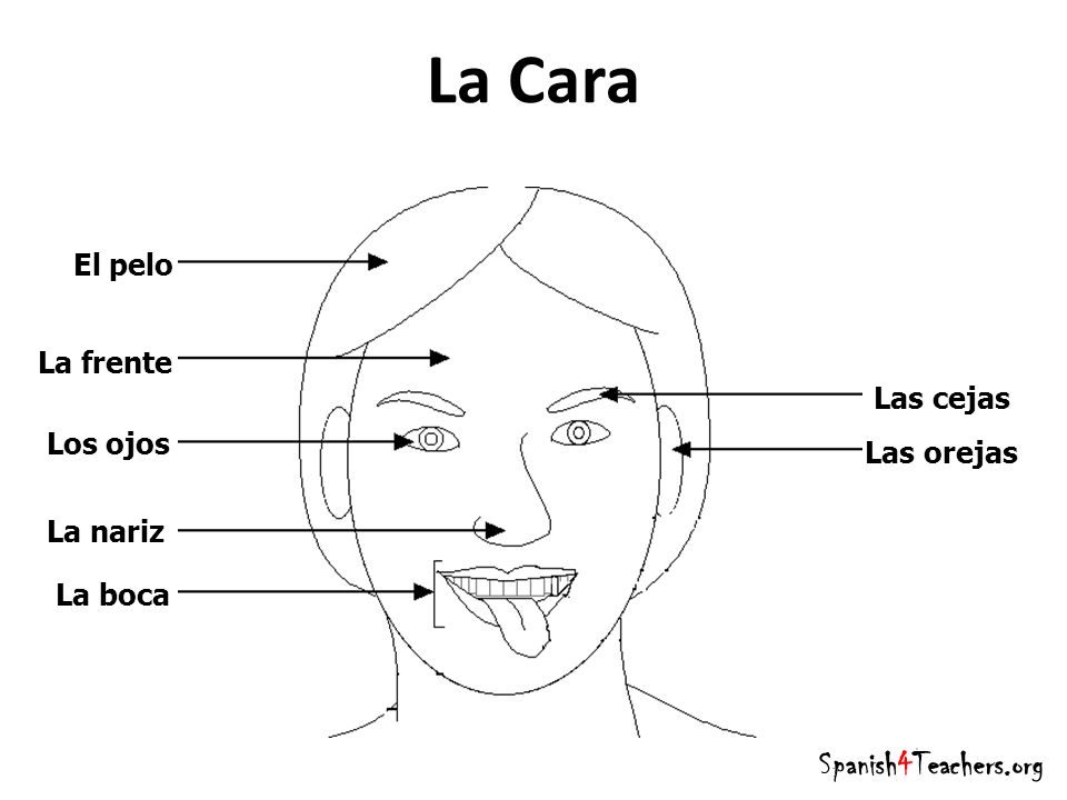 La Cara Spanish4Teachers.org El pelo La frente Las cejas Los ojos