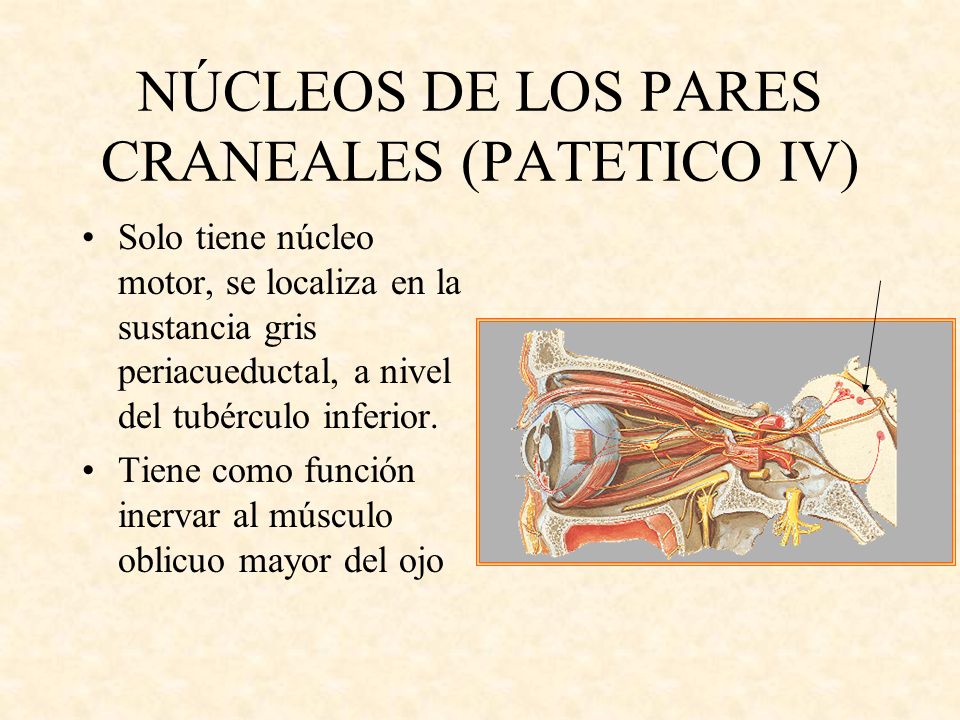 NÚCLEOS DE LOS PARES CRANEALES (PATETICO IV)