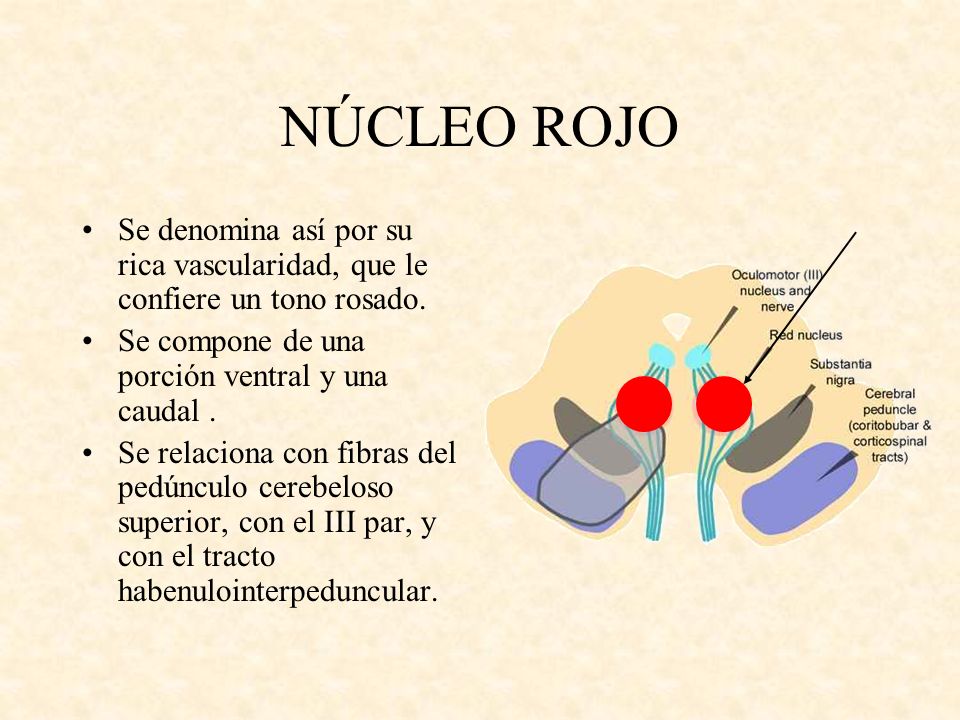 NÚCLEO ROJO Se denomina así por su rica vascularidad, que le confiere un tono rosado. Se compone de una porción ventral y una caudal .