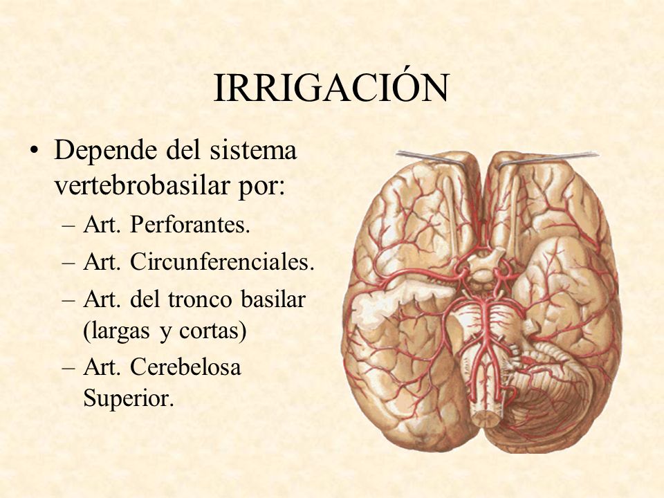 IRRIGACIÓN Depende del sistema vertebrobasilar por: Art. Perforantes.