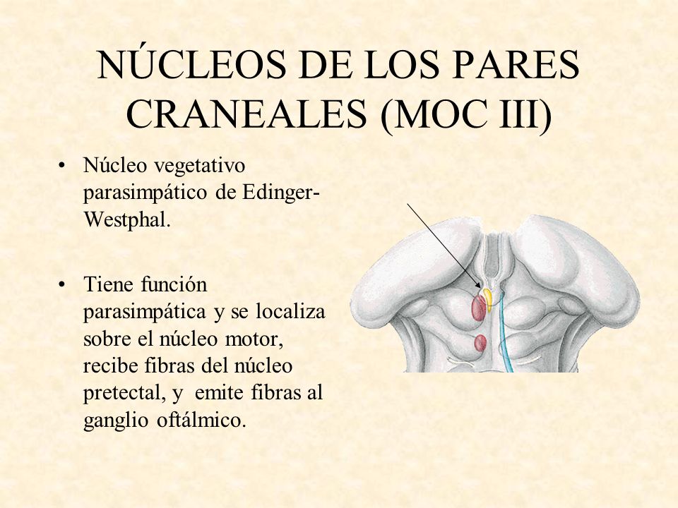 NÚCLEOS DE LOS PARES CRANEALES (MOC III)