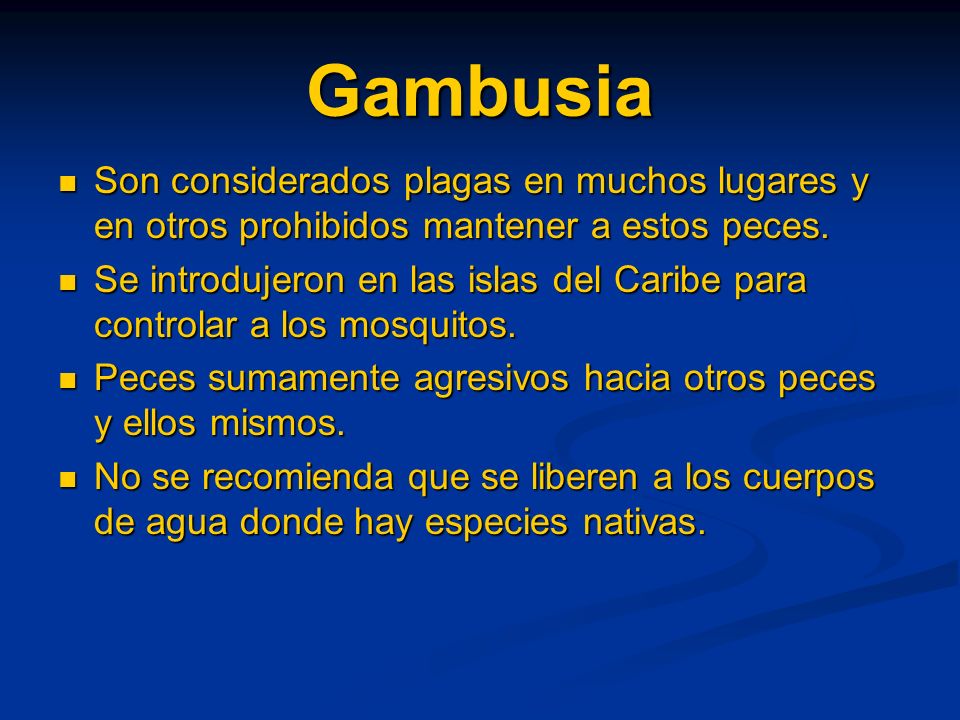 Gambusia Son considerados plagas en muchos lugares y en otros prohibidos mantener a estos peces.