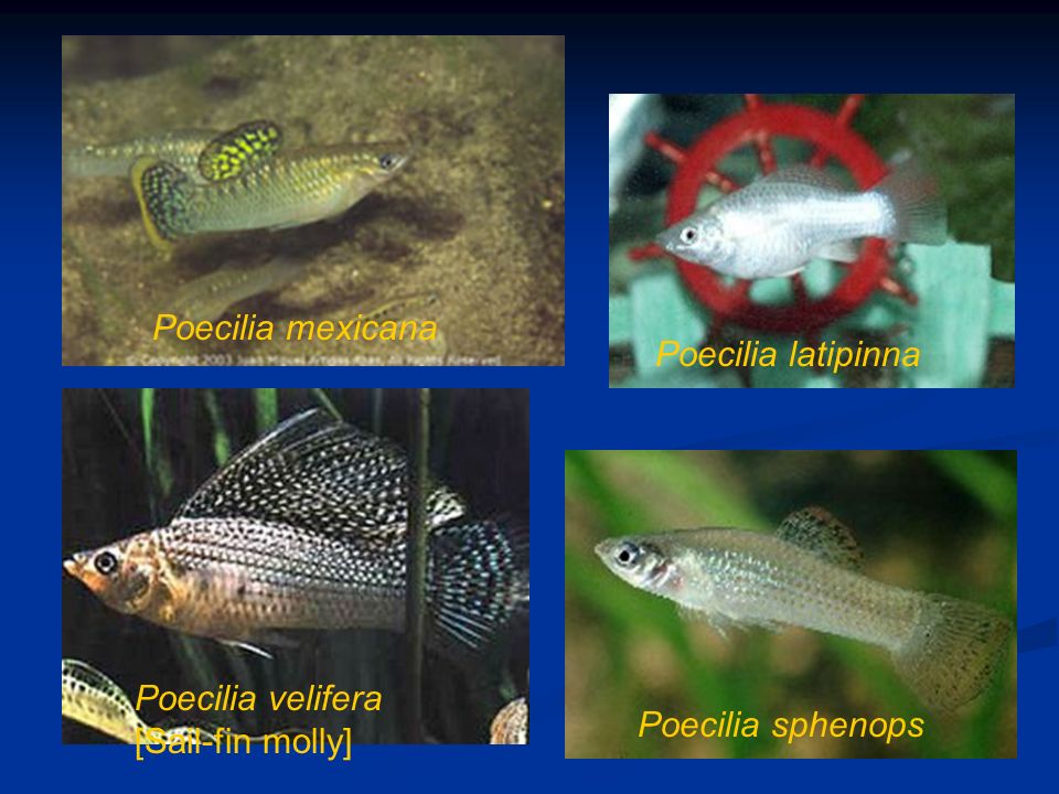 Poecilia mexicana Poecilia latipinna Poecilia velifera [Sail-fin molly] Poecilia sphenops