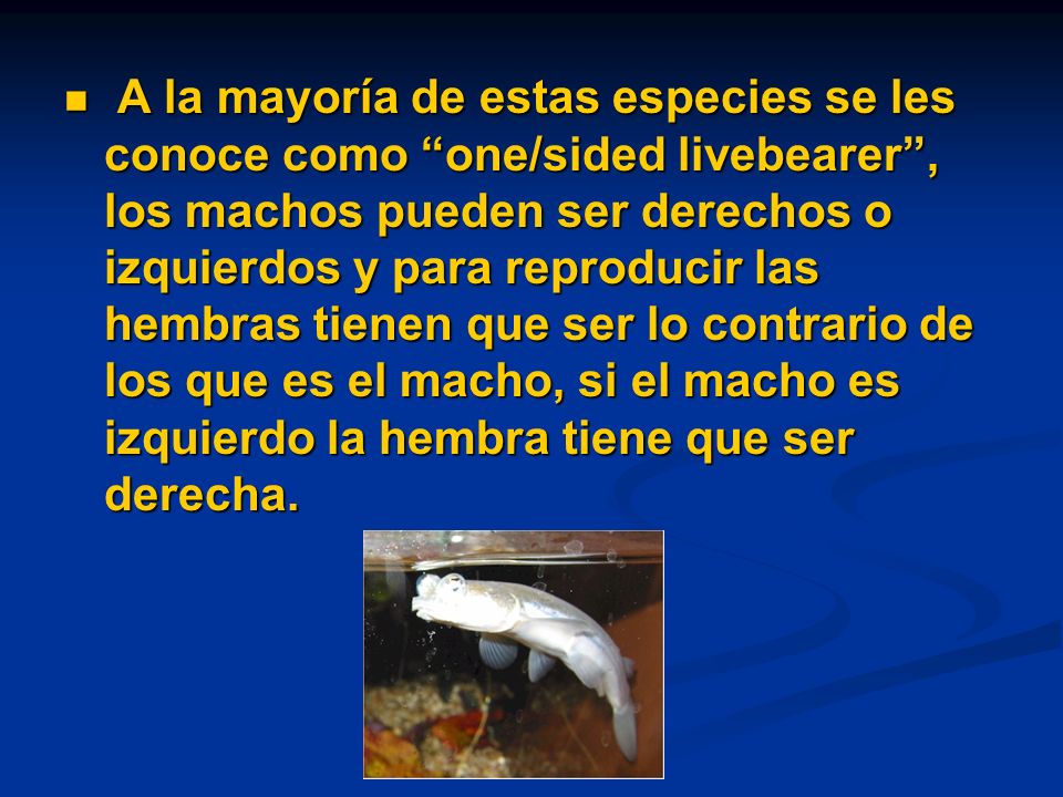 A la mayoría de estas especies se les conoce como one/sided livebearer , los machos pueden ser derechos o izquierdos y para reproducir las hembras tienen que ser lo contrario de los que es el macho, si el macho es izquierdo la hembra tiene que ser derecha.
