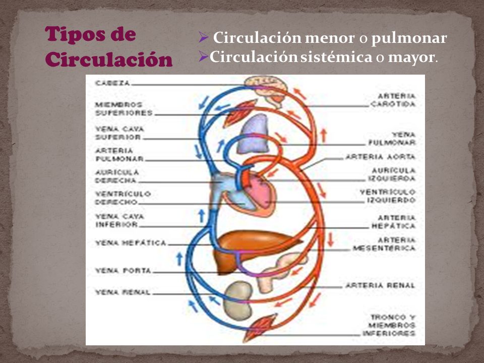 Tipos de Circulación Circulación menor o pulmonar