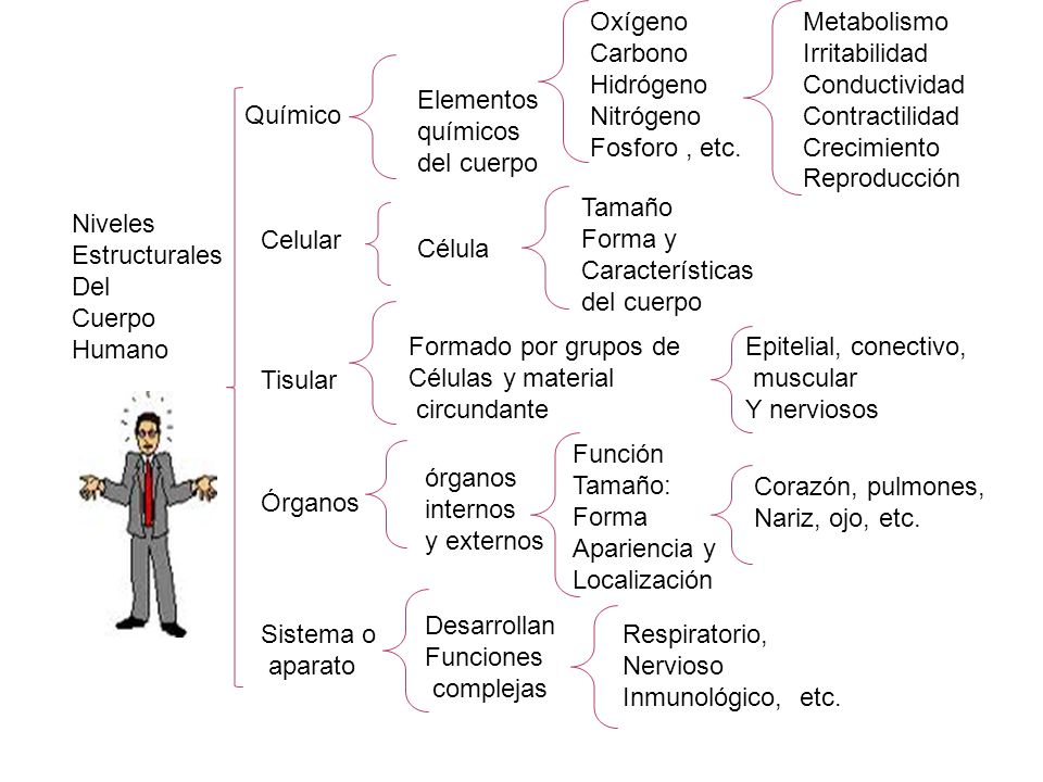 Oxígeno Carbono. Hidrógeno. Nitrógeno. Fosforo , etc. Metabolismo. Irritabilidad. Conductividad.