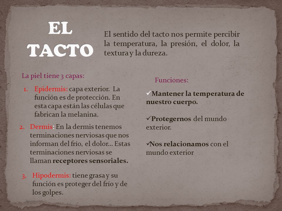 EL TACTO El sentido del tacto nos permite percibir la temperatura, la presión, el dolor, la textura y la dureza.