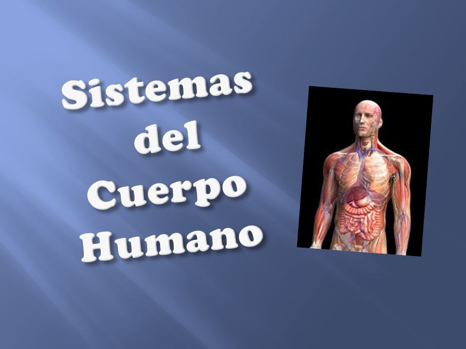Sistemas del Cuerpo Humano