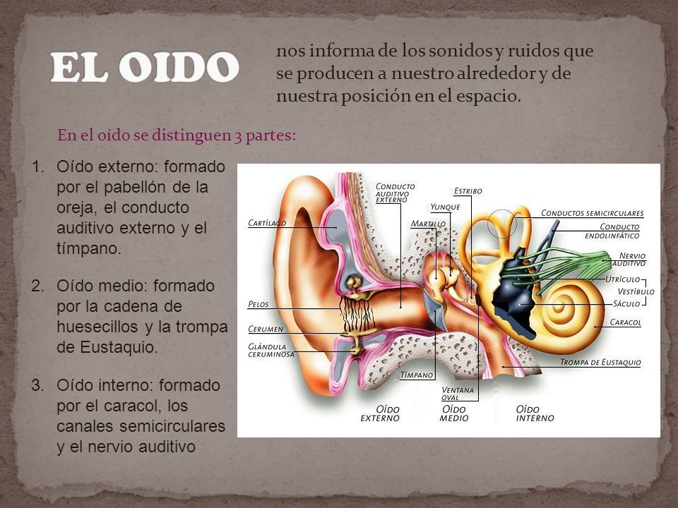 EL OIDO nos informa de los sonidos y ruidos que se producen a nuestro alrededor y de nuestra posición en el espacio.