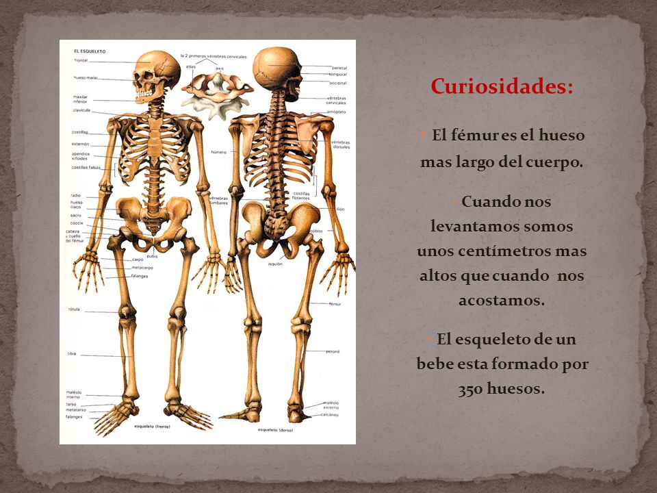 Curiosidades: El fémur es el hueso mas largo del cuerpo.