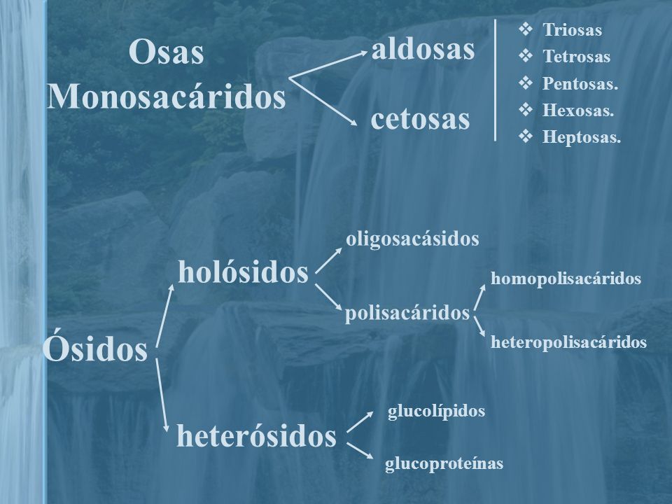 Osas Monosacáridos Ósidos aldosas cetosas holósidos heterósidos