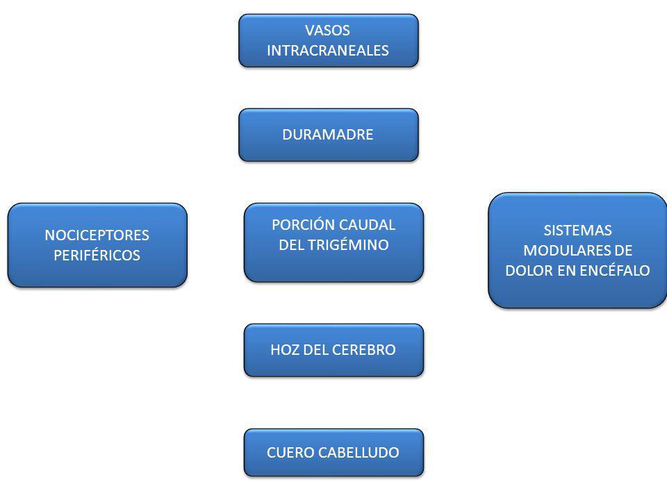 SISTEMAS MODULARES DE DOLOR EN ENCÉFALO