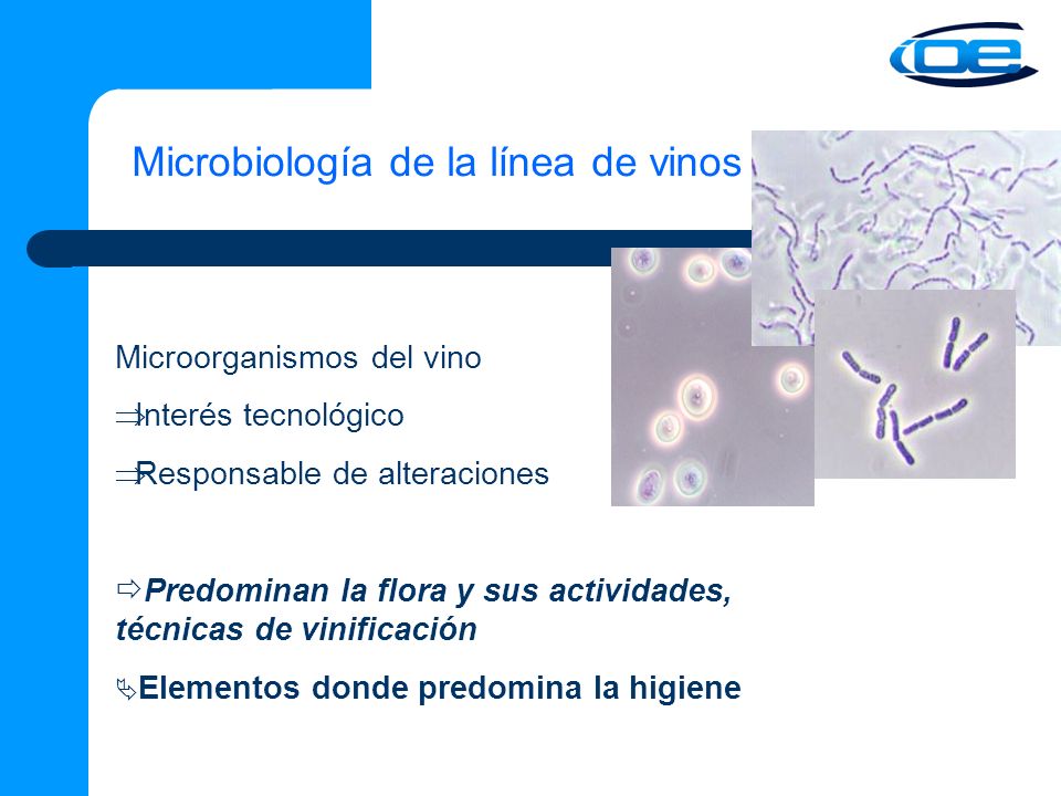 Microbiología de la línea de vinos